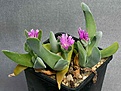 Нажмите на изображение для увеличения.

Название:	Gibbaeum_velutinum_Brandrivier_IMG_3765.jpg
Просмотров:	177
Размер:	70.8 Кб
ID:	319769