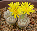 Нажмите на изображение для увеличения.

Название:	Lithops_pseudotruncatella_C097.jpg
Просмотров:	159
Размер:	114.1 Кб
ID:	319774