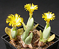 Нажмите на изображение для увеличения.

Название:	Conophytum_bilobum.jpg
Просмотров:	178
Размер:	122.5 Кб
ID:	319776