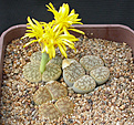 Нажмите на изображение для увеличения.

Название:	Lithops_pseudotruncatella_C099.jpg
Просмотров:	165
Размер:	166.4 Кб
ID:	319777