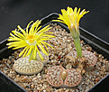 Нажмите на изображение для увеличения.

Название:	Lithops_pseudotruncatella_dendritica.jpg
Просмотров:	196
Размер:	128.4 Кб
ID:	319778
