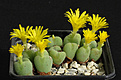 Нажмите на изображение для увеличения.

Название:	Conophytum meyeri JE1776.JPG
Просмотров:	180
Размер:	106.8 Кб
ID:	319780