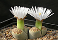 Нажмите на изображение для увеличения.

Название:	Lithops_julii_brunnea_U.jpg
Просмотров:	184
Размер:	90.1 Кб
ID:	319788
