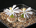 Нажмите на изображение для увеличения.

Название:	Lithops_julii_fuscous_U.jpg
Просмотров:	181
Размер:	119.5 Кб
ID:	319789
