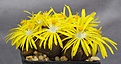 Нажмите на изображение для увеличения.

Название:	Lithops_bromfieldii_v_mennellii_IMG_8939.jpg
Просмотров:	142
Размер:	86.0 Кб
ID:	319795