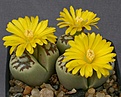 Нажмите на изображение для увеличения.

Название:	Lithops_dorotheae_IMG_8944.jpg
Просмотров:	130
Размер:	88.5 Кб
ID:	319796