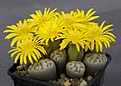 Нажмите на изображение для увеличения.

Название:	Lithops_dinteri_ssp_frederici_C180_IMG_8956.jpg
Просмотров:	132
Размер:	100.4 Кб
ID:	319797