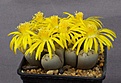 Нажмите на изображение для увеличения.

Название:	Lithops_dinteri_ssp_frederici_C180_IMG_8968.jpg
Просмотров:	130
Размер:	99.1 Кб
ID:	319798