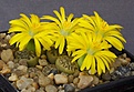 Нажмите на изображение для увеличения.

Название:	Lithops_bromfieldii_v_insularis_C42_IMG_8991.jpg
Просмотров:	148
Размер:	98.0 Кб
ID:	319799