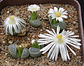 Нажмите на изображение для увеличения.

Название:	Lithops_marmorata.jpg
Просмотров:	145
Размер:	143.5 Кб
ID:	319802