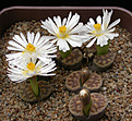 Нажмите на изображение для увеличения.

Название:	Lithops_karasmontana_lericheana_C269.jpg
Просмотров:	147
Размер:	139.7 Кб
ID:	319803