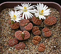 Нажмите на изображение для увеличения.

Название:	Lithops_karasmontana_tischeri_C182.jpg
Просмотров:	141
Размер:	159.1 Кб
ID:	319804