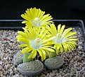 Нажмите на изображение для увеличения.

Название:	Lithops_localis.jpg
Просмотров:	131
Размер:	121.8 Кб
ID:	319805