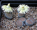 Нажмите на изображение для увеличения.

Название:	Lithops_verruculosa_inae_C95.jpg
Просмотров:	129
Размер:	133.9 Кб
ID:	319806