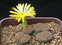 Нажмите на изображение для увеличения.

Название:	Lithops_aucampiae_C011.jpg
Просмотров:	155
Размер:	117.8 Кб
ID:	319811