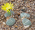 Нажмите на изображение для увеличения.

Название:	Lithops_olivacea_PV986.jpg
Просмотров:	167
Размер:	158.3 Кб
ID:	319812