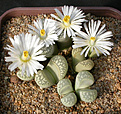 Нажмите на изображение для увеличения.

Название:	Lithops_marmorata_diutina.jpg
Просмотров:	172
Размер:	165.6 Кб
ID:	319818