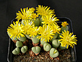 Нажмите на изображение для увеличения.

Название:	Conophytum_corniferum.jpg
Просмотров:	160
Размер:	127.7 Кб
ID:	319819