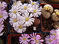 Нажмите на изображение для увеличения.

Название:	Ophthalmophyllumverucosum.jpg
Просмотров:	177
Размер:	185.3 Кб
ID:	319823