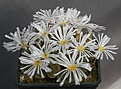 Нажмите на изображение для увеличения.

Название:	ConophytumOphthalmophyllum_friedrichiae_IMG_9012.jpg
Просмотров:	150
Размер:	94.6 Кб
ID:	319830