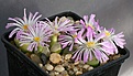 Нажмите на изображение для увеличения.

Название:	ConophytumOphthalmophyllum_longum_IMG_9019.jpg
Просмотров:	157
Размер:	95.8 Кб
ID:	319831