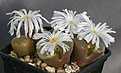 Нажмите на изображение для увеличения.

Название:	ConophytumOphthalmophyllum_sp_IMG_9033.jpg
Просмотров:	161
Размер:	92.5 Кб
ID:	319832