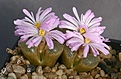Нажмите на изображение для увеличения.

Название:	ConophytumOphthalmophyllum_praesectum_IMG_9037.jpg
Просмотров:	137
Размер:	101.4 Кб
ID:	319833