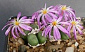 Нажмите на изображение для увеличения.

Название:	Conophytum_minutum_Quaqqaskop_IMG_9026.jpg
Просмотров:	142
Размер:	111.0 Кб
ID:	319834