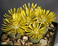Нажмите на изображение для увеличения.

Название:	Lithops_dorotheae_C300_IMG_9052.jpg
Просмотров:	149
Размер:	123.2 Кб
ID:	319836