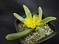 Нажмите на изображение для увеличения.

Название:	Glottiphyllum oligocarpum
Просмотров:	134
Размер:	77.0 Кб
ID:	319855