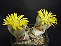 Нажмите на изображение для увеличения.

Название:	Lithops olivacta C55
Просмотров:	131
Размер:	84.1 Кб
ID:	319856