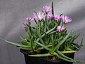 Нажмите на изображение для увеличения.

Название:	Marlothistella_uniondalensis_SH1224_IMG_9853.jpg
Просмотров:	197
Размер:	68.7 Кб
ID:	319889
