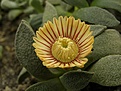 Нажмите на изображение для увеличения.

Название:	Aloinopsis rubrolineata.jpg
Просмотров:	187
Размер:	63.7 Кб
ID:	319891