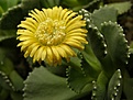Нажмите на изображение для увеличения.

Название:	Aloinopsis malherbei.jpg
Просмотров:	192
Размер:	63.5 Кб
ID:	319892