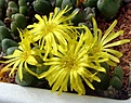 Нажмите на изображение для увеличения.

Название:	Conophytum1473.11-tantillumsspinexpectatum2.JPG
Просмотров:	190
Размер:	58.1 Кб
ID:	319894