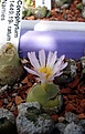 Нажмите на изображение для увеличения.

Название:	Conophytum1449.19-ratumEF534.JPG
Просмотров:	162
Размер:	63.1 Кб
ID:	319895