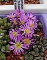 Нажмите на изображение для увеличения.

Название:	Conophytum1425.72-helenaeSB789.2.JPG
Просмотров:	187
Размер:	66.1 Кб
ID:	319896