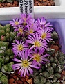 Нажмите на изображение для увеличения.

Название:	Conophytum1425.72-helenaeSB789.2.JPG
Просмотров:	175
Размер:	66.1 Кб
ID:	319896