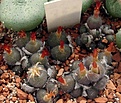 Нажмите на изображение для увеличения.

Название:	Conophytum1452.75-stephaniiSB1120.JPG
Просмотров:	192
Размер:	116.0 Кб
ID:	319897