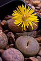 Нажмите на изображение для увеличения.

Название:	Lithops_sp_IMG_7578.jpg
Просмотров:	177
Размер:	174.6 Кб
ID:	319909