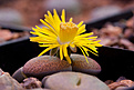 Нажмите на изображение для увеличения.

Название:	Lithops_sp_IMG_7579.jpg
Просмотров:	163
Размер:	139.7 Кб
ID:	319910