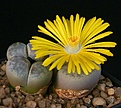 Нажмите на изображение для увеличения.

Название:	Lithops_pseudotruncatella_ssp_volkii_C69_IMG_2599.jpg
Просмотров:	147
Размер:	104.6 Кб
ID:	319911