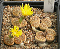 Нажмите на изображение для увеличения.

Название:	Lithops_pseudotruncatella_alpina_C381.jpg
Просмотров:	164
Размер:	144.7 Кб
ID:	319919