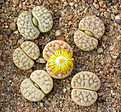 Нажмите на изображение для увеличения.

Название:	Lithops_gracilidelineata_brandbergensis_C383.jpg
Просмотров:	153
Размер:	192.5 Кб
ID:	319923