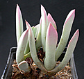 Нажмите на изображение для увеличения.

Название:	Schwantesia_pillansii.jpg
Просмотров:	178
Размер:	99.7 Кб
ID:	319924