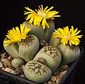 Нажмите на изображение для увеличения.

Название:	Lithops_gesinae_v_annae_C78_IMG_6682.jpg
Просмотров:	148
Размер:	119.0 Кб
ID:	319927