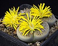 Нажмите на изображение для увеличения.

Название:	Lithops_gracilidelineata_IMG_6785.jpg
Просмотров:	164
Размер:	110.2 Кб
ID:	319928