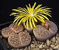 Нажмите на изображение для увеличения.

Название:	Lithops_pseudotruncatella_ssp_dentritica_Pulmonuncula_C71_IMG_6791.jpg
Просмотров:	168
Размер:	111.1 Кб
ID:	319929