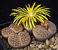 Нажмите на изображение для увеличения.

Название:	Lithops_pseudotruncatella_ssp_dentritica_Pulmonuncula_C71_IMG_6791.jpg
Просмотров:	156
Размер:	111.1 Кб
ID:	319929