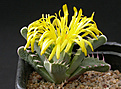 Нажмите на изображение для увеличения.

Название:	Faucaria_cradockensis_SL84-32.jpg
Просмотров:	175
Размер:	109.0 Кб
ID:	319935